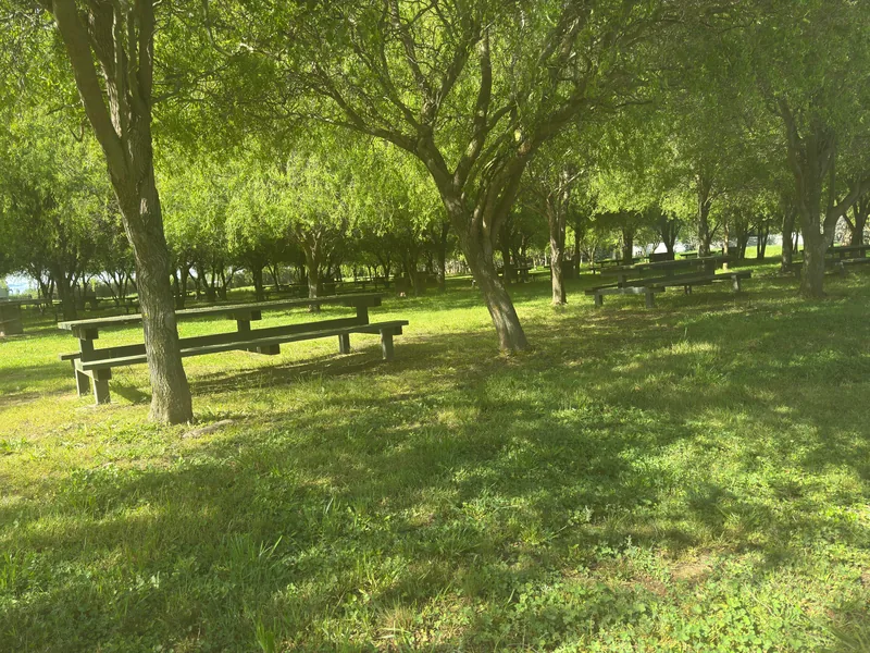 Mesas de picnic bajo la sombra de los sauces del parque