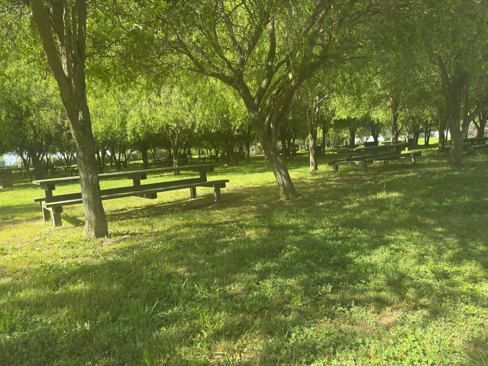 Mesas de picnic entre los sauces y áreas verdes del parque