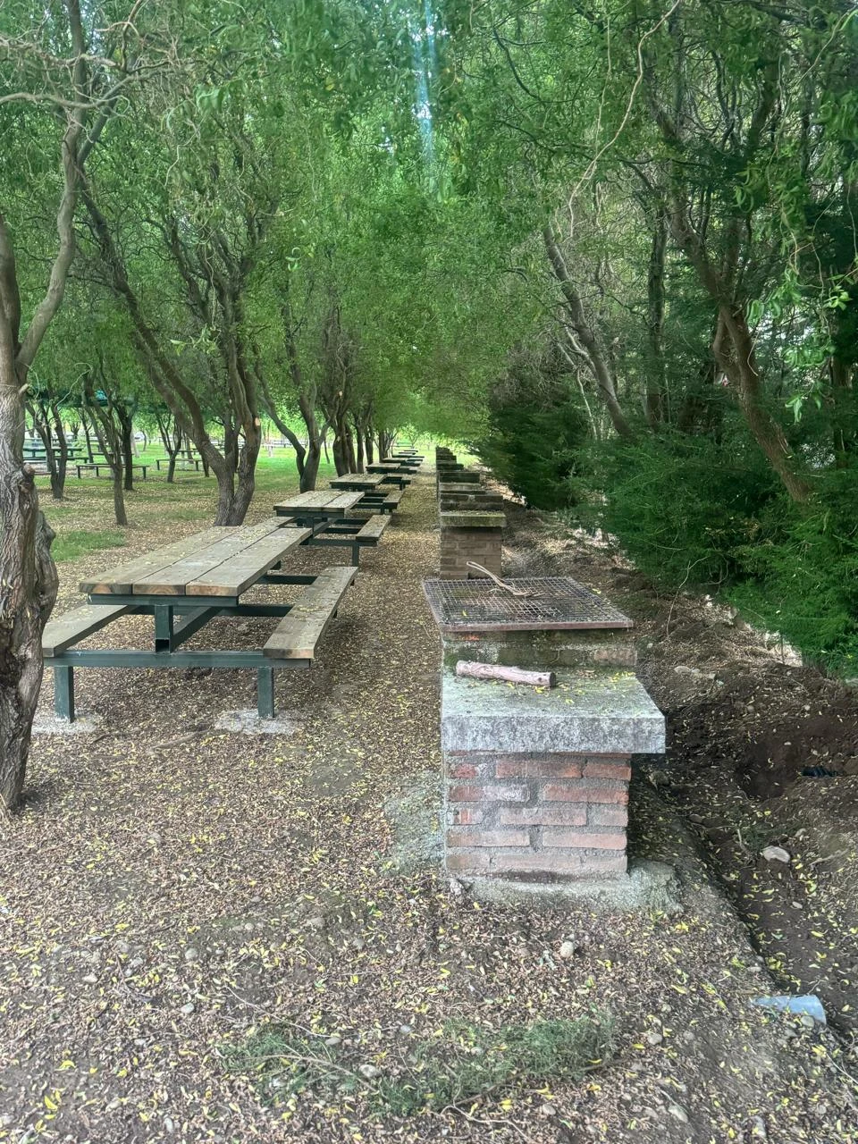 Mesas y asaderas para picnic bajo los sauces del parque