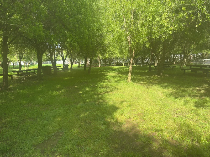 Área verde bajo la sombra de los sauces